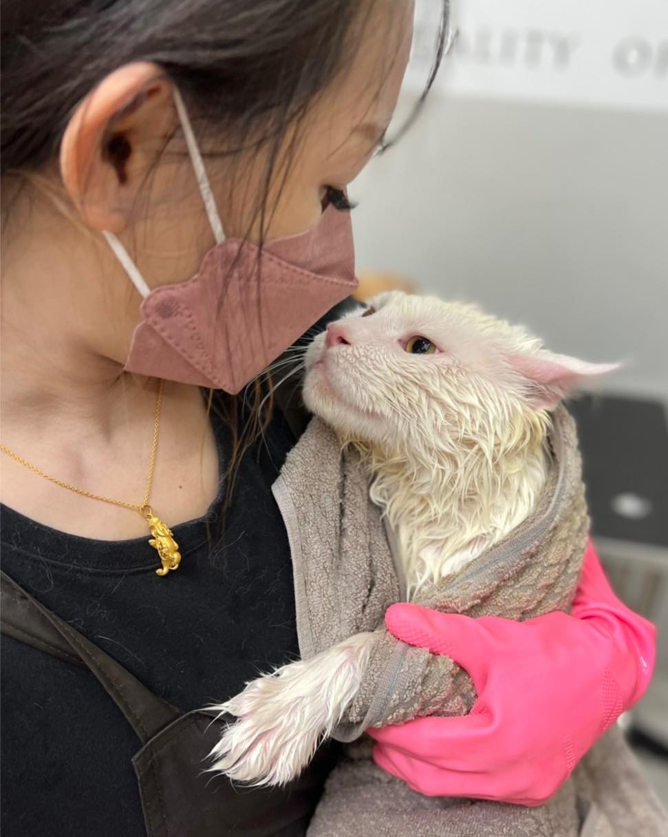 寵物美容師在為貓咪狗狗洗澡時,會跟牠們說話,透過安撫來降低不安全感與拉近距離。