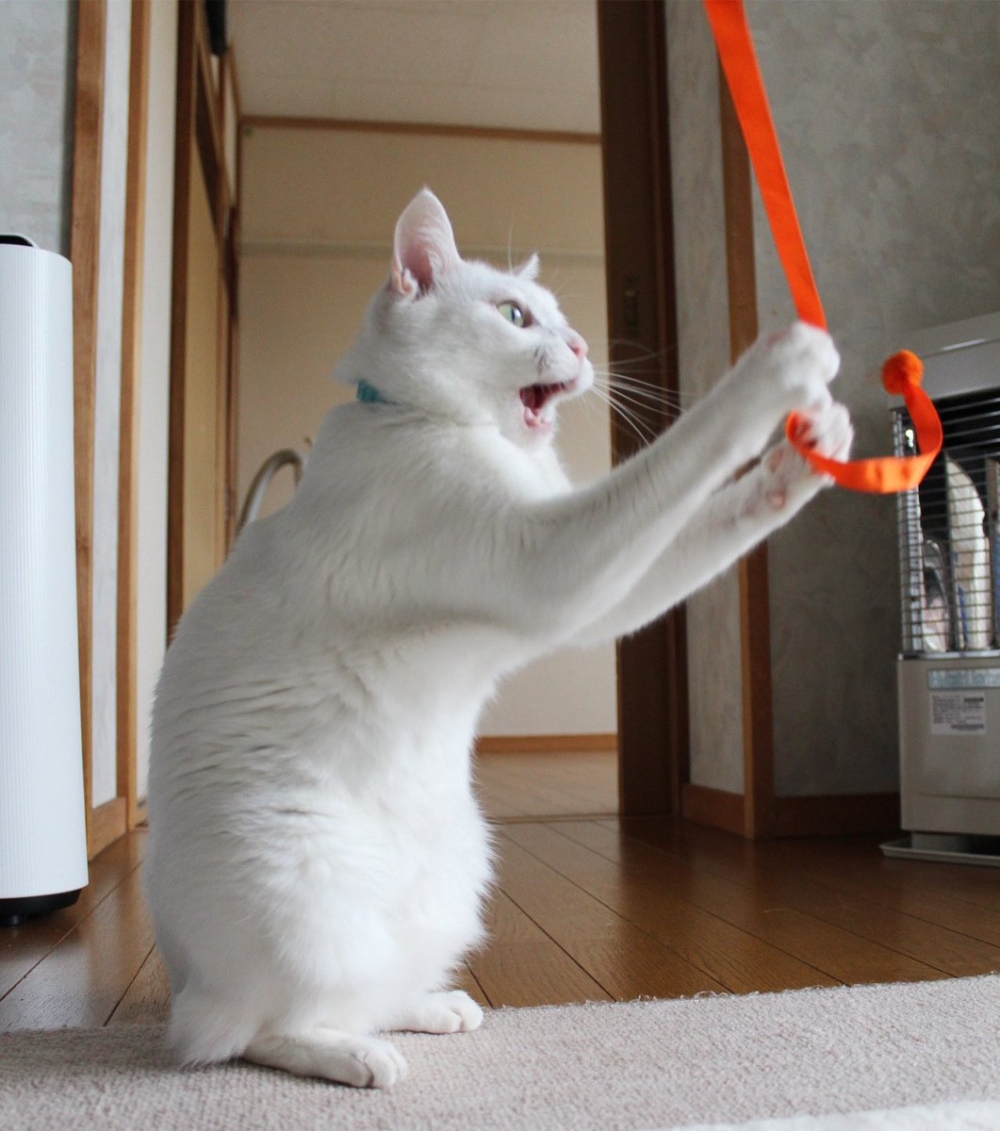 奴才：真的不顧及一點形象的嗎？