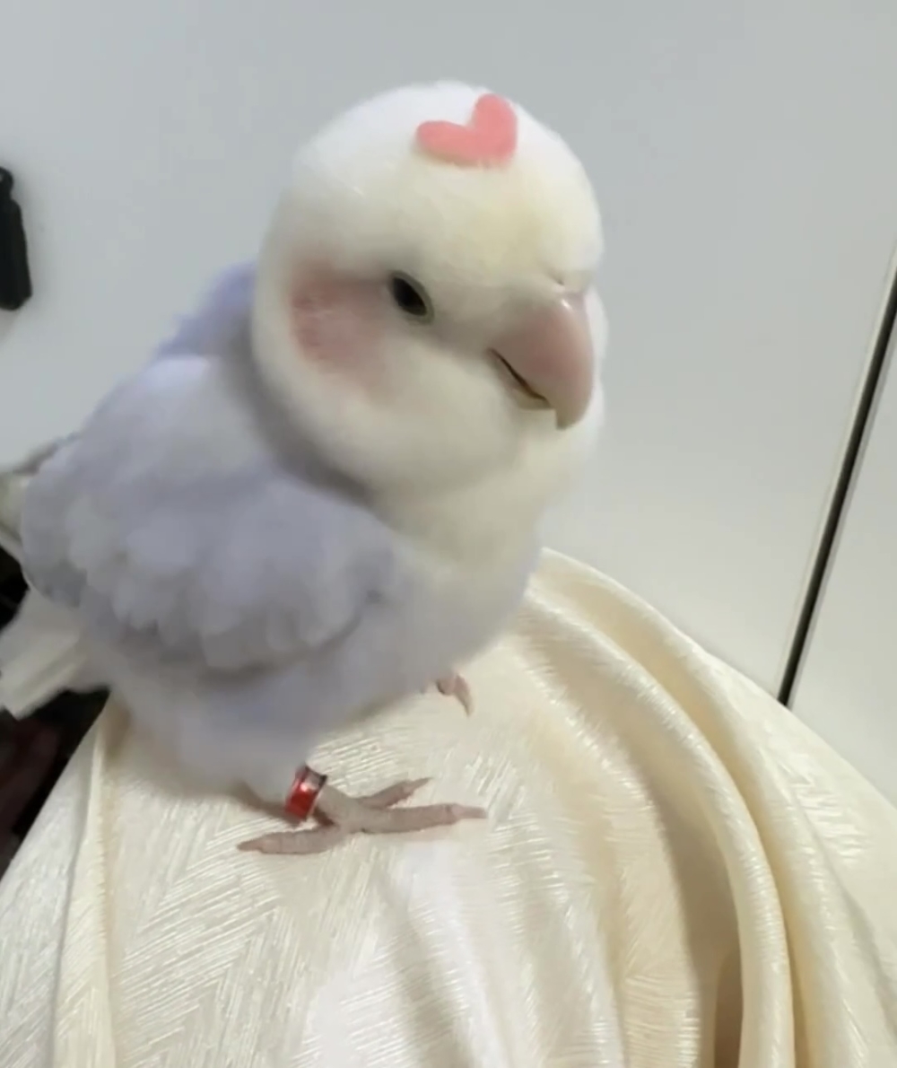 奴才：這是你的獨特標記喔！