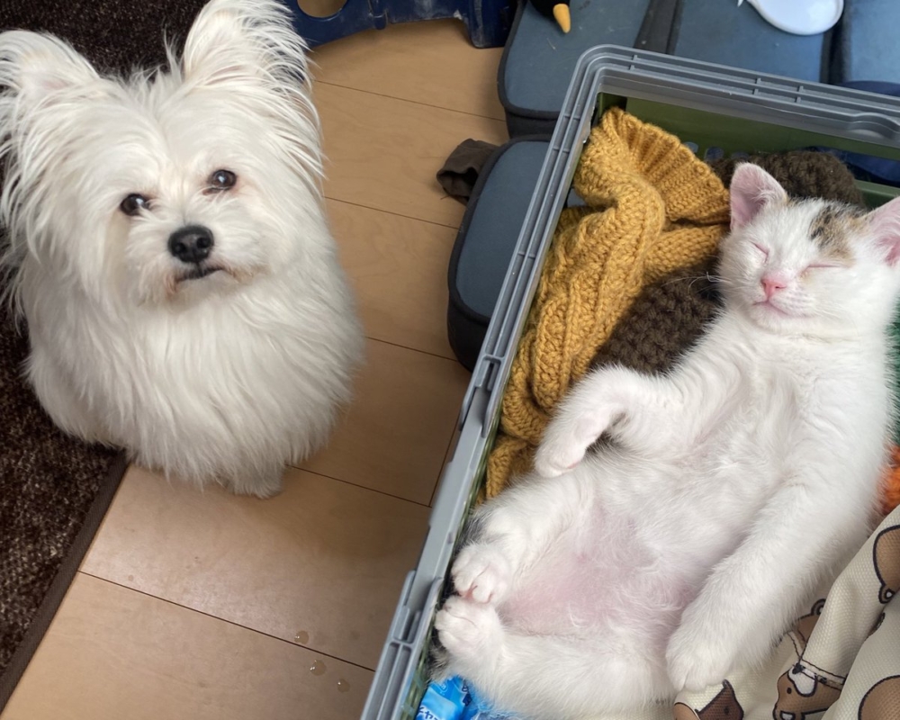 喵：瞭解一下嘛...