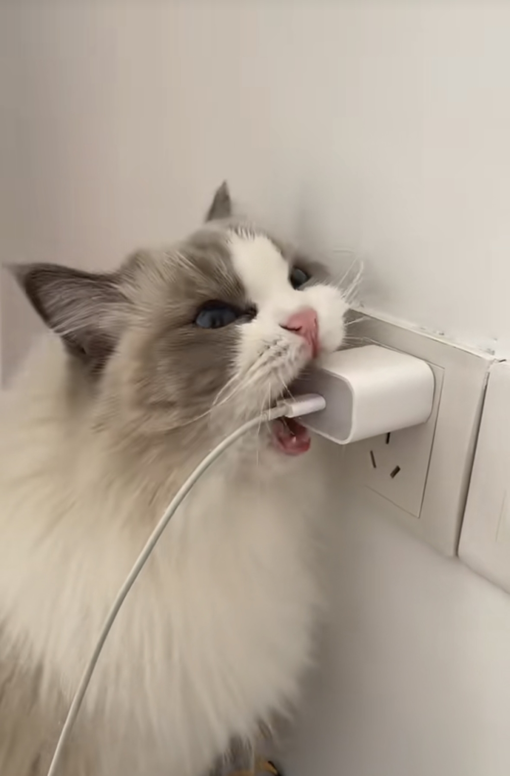 奴才：你是存心來氣我的嗎？