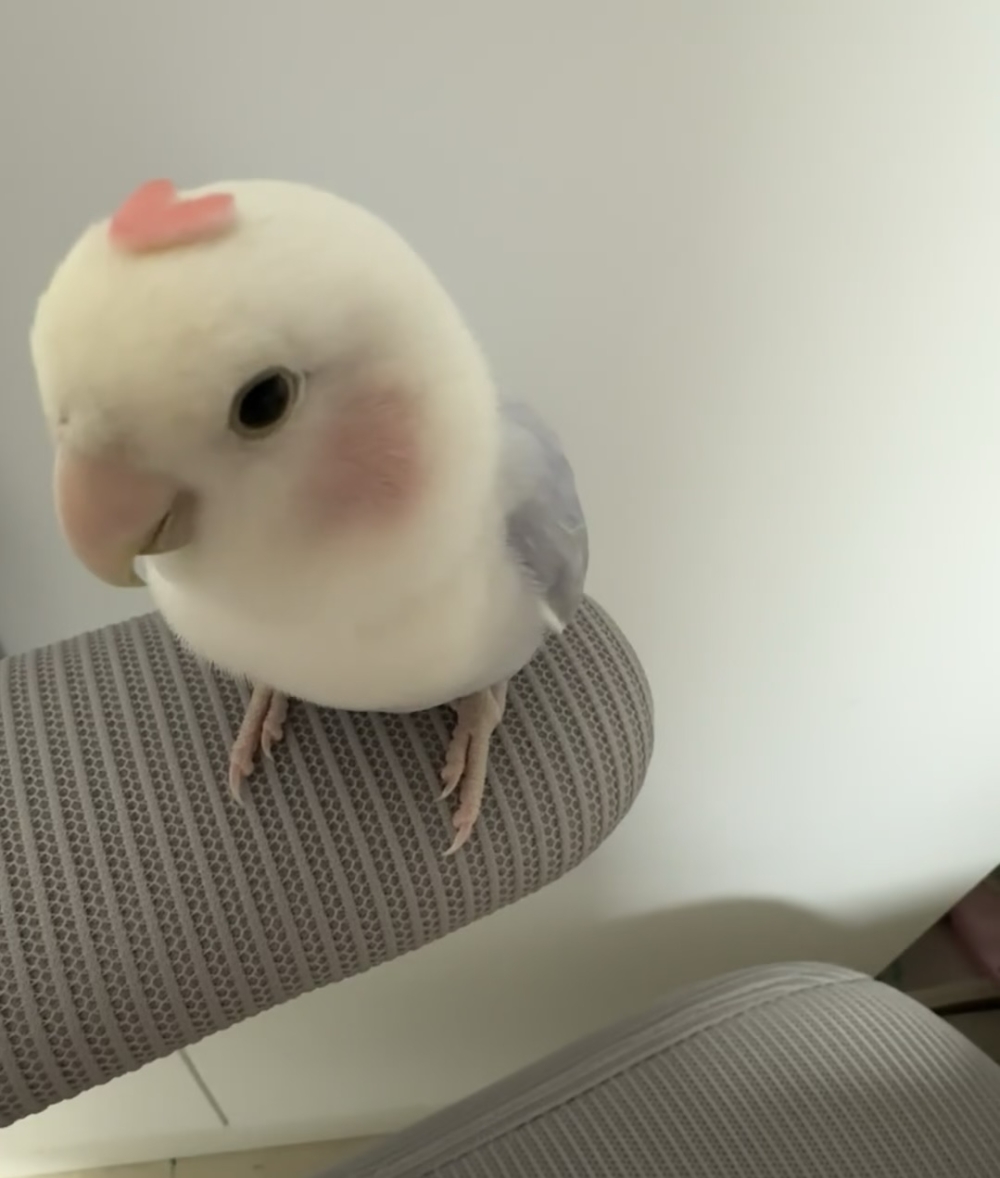 奴才：我的手藝不錯吧