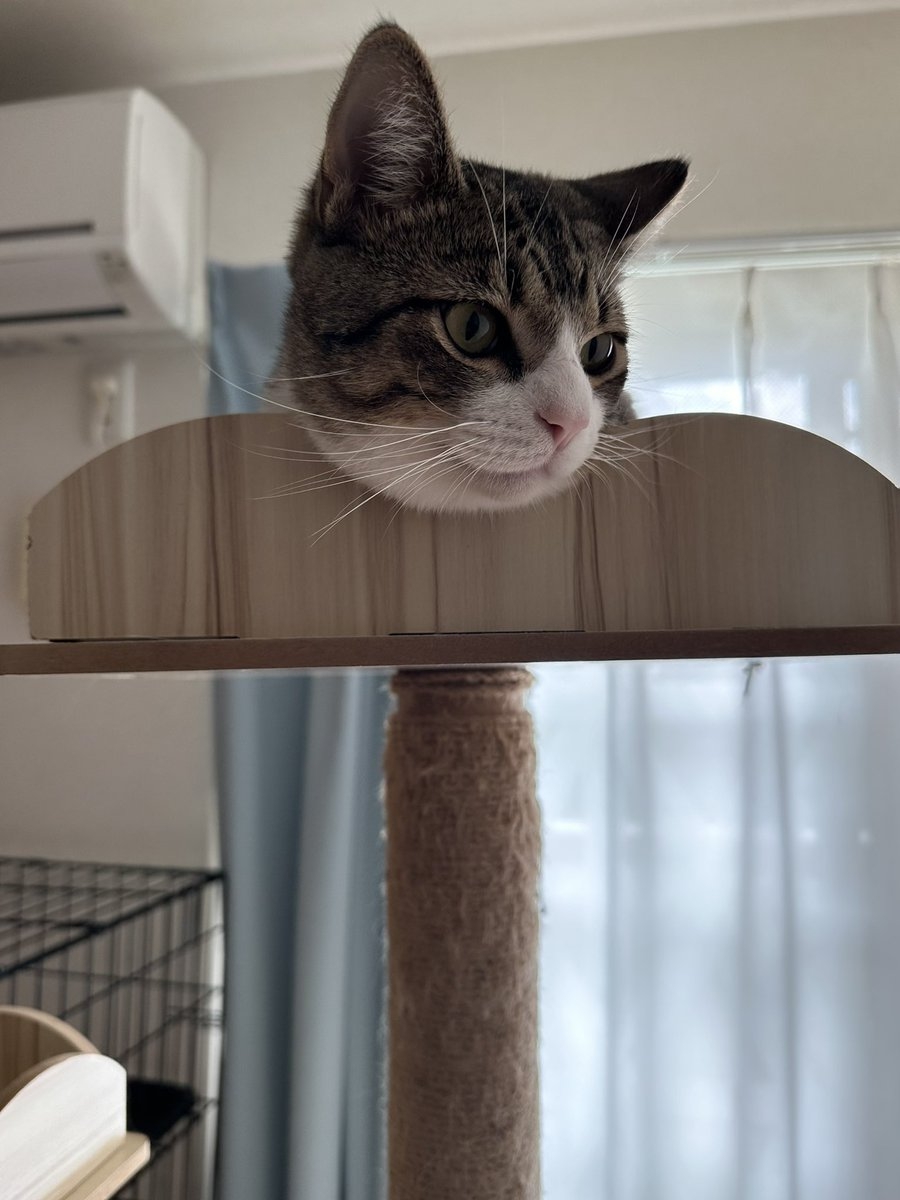 奴才：下不為例喔