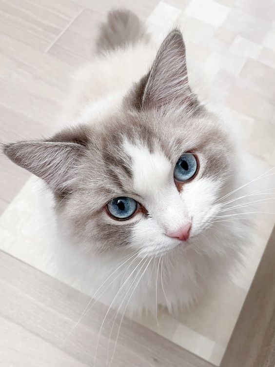 有沒有想過你家貓的面部表情是什麼意思？