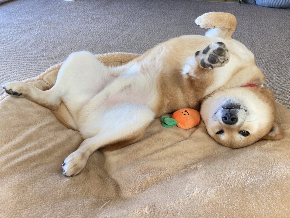 奴才：真的不痛嗎？