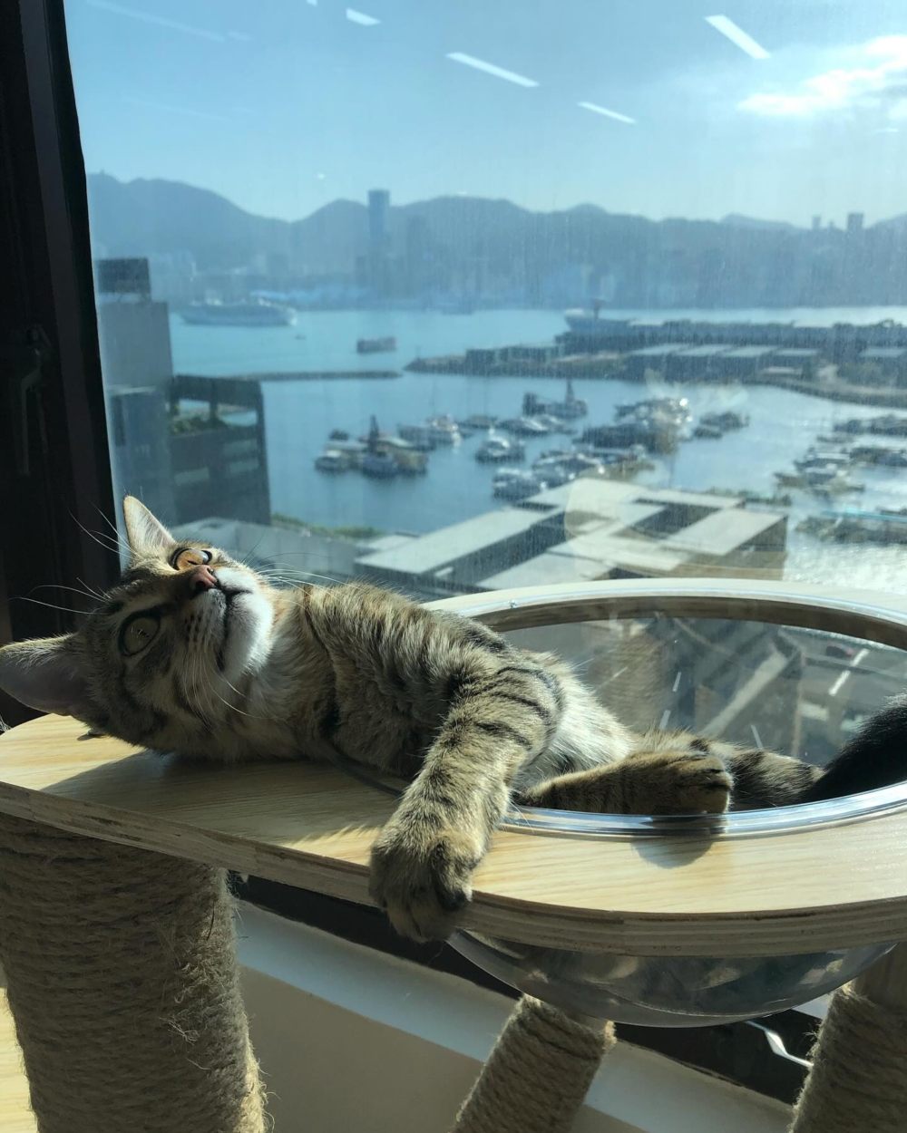 貓貓也可以欣賞無敵海景。