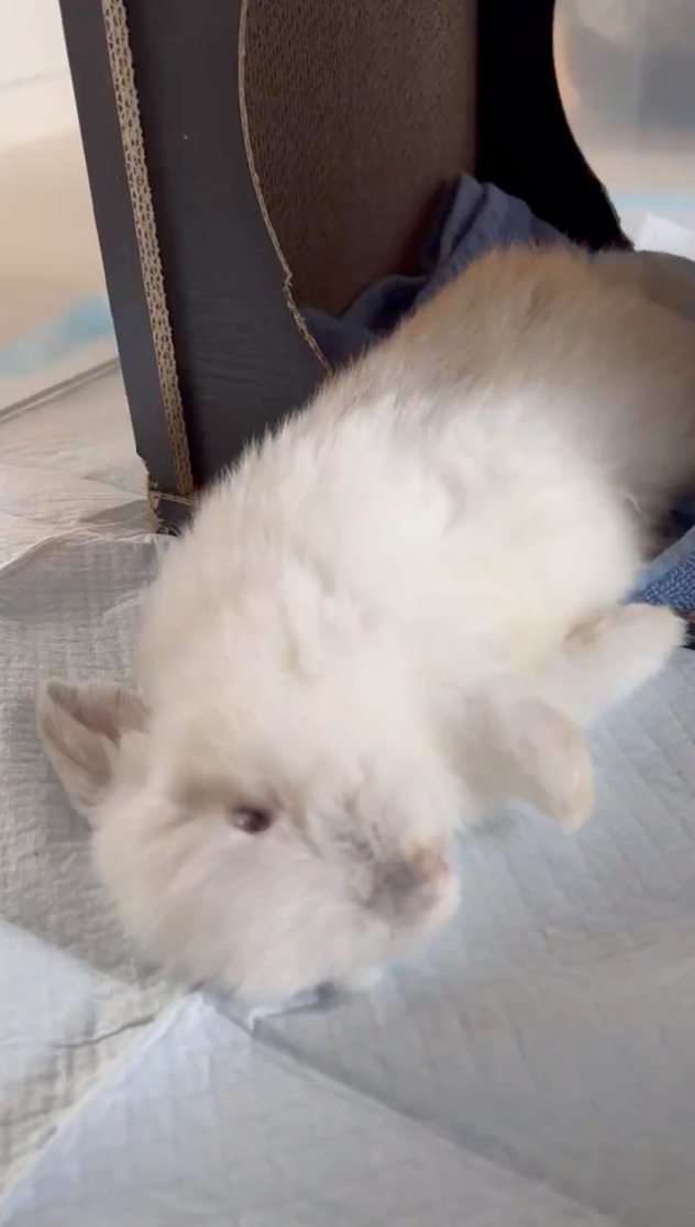 「噗」的一下倒下睡覺了~