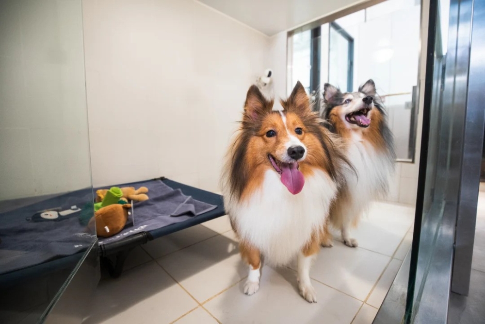 Ruff & Fetch只提供狗狗暫托服務。