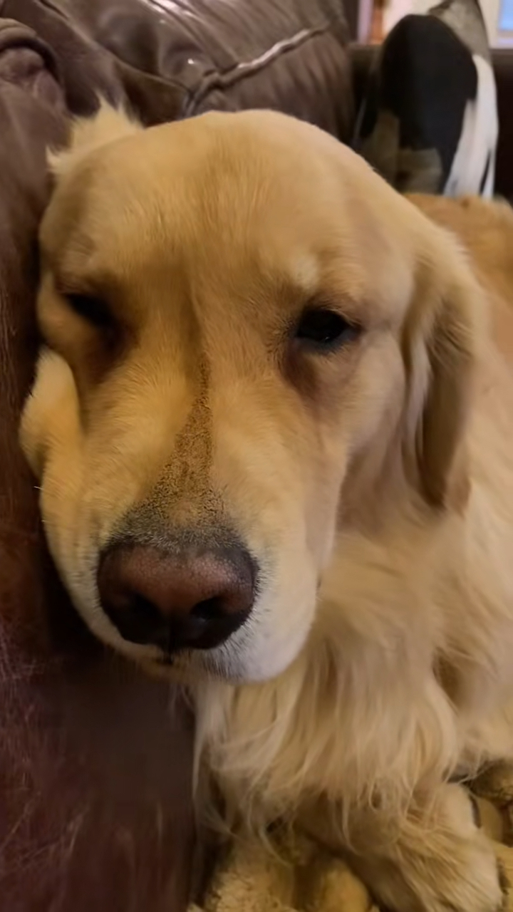 在周海媚離世後不久，「周六六」哭了。