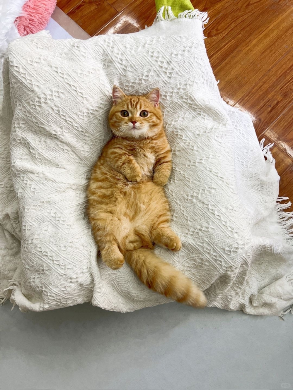 奴才：非常嚴重！