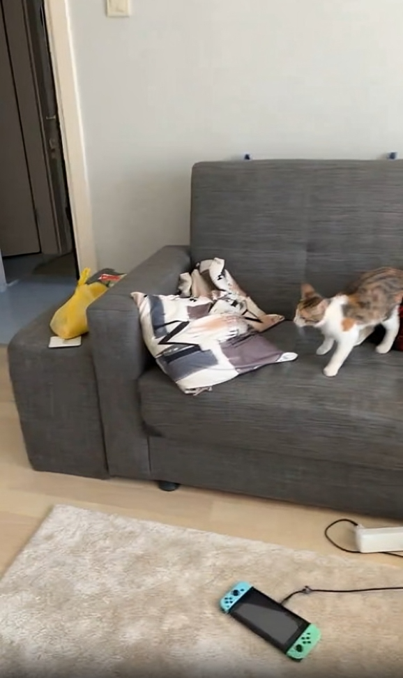 Kumano先生：好特別的小貓啊