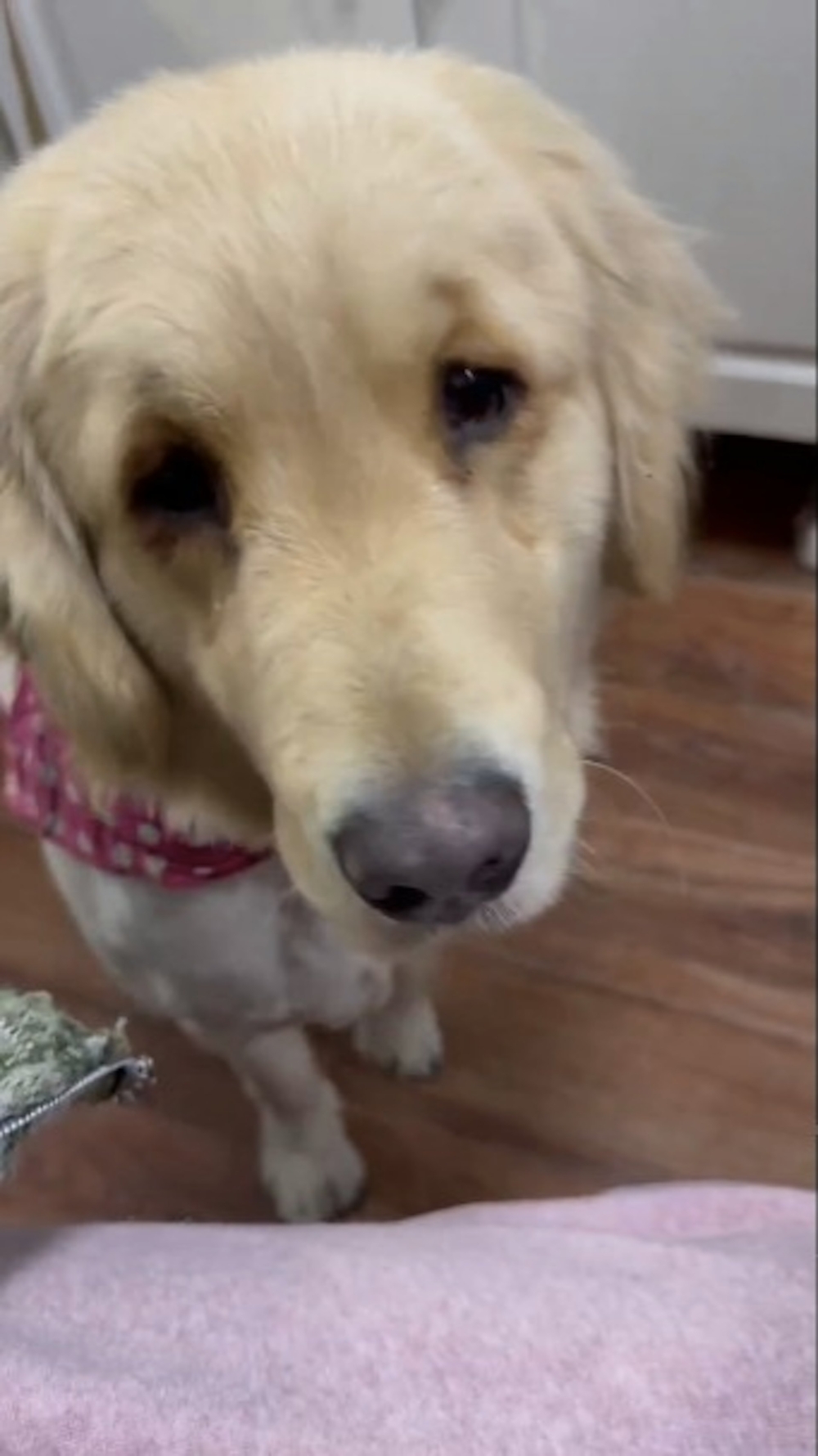 「周墩墩」去了新家。