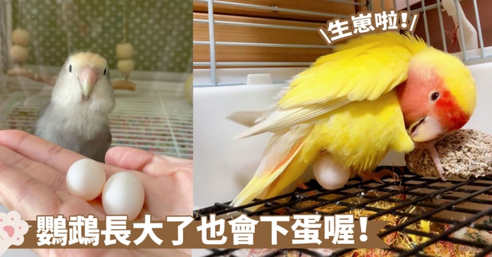 家庭寵物的新發現：你的家養鸚鵡居然開始下蛋了！這是成長的象徵喔～