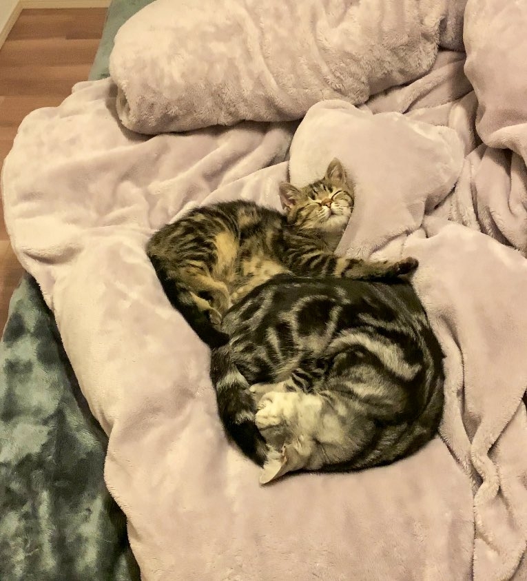 奴才：被說中了吧