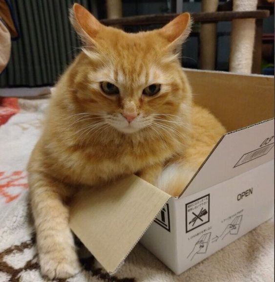 耳朵向後：易怒，生氣，受驚嚇。