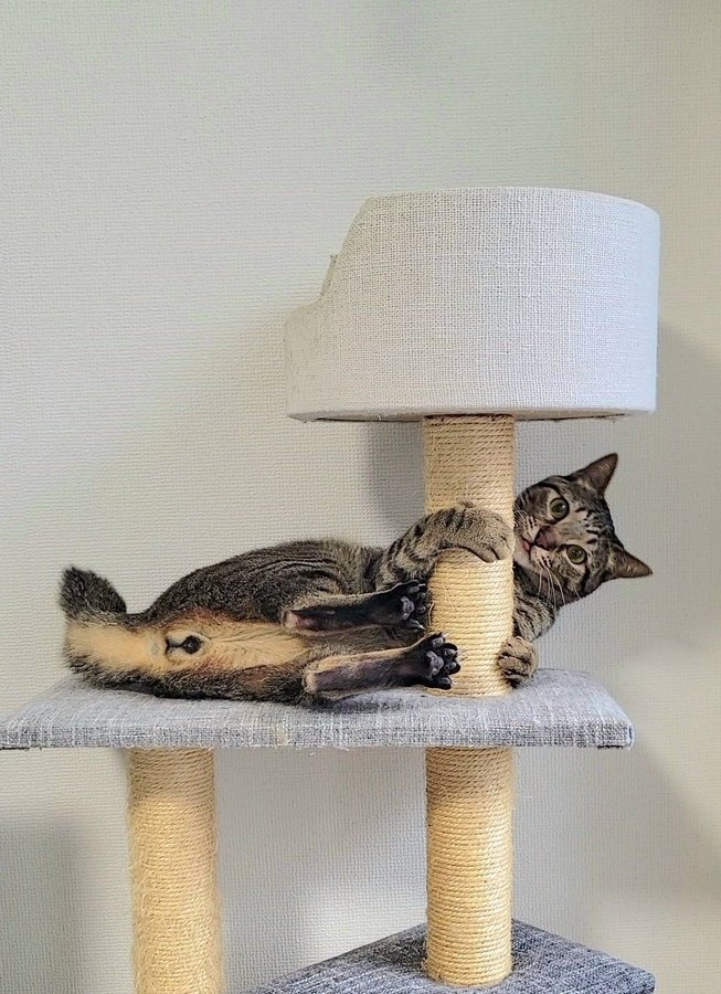 奴才：你是想快成什麼樣啊？