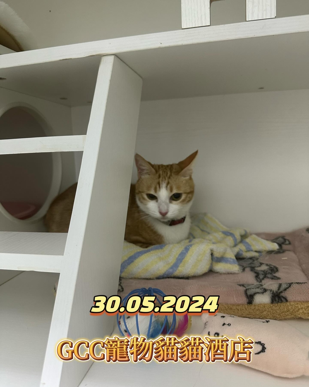 每隻貓入住免費基本滅蚤及清潔消毒服務。