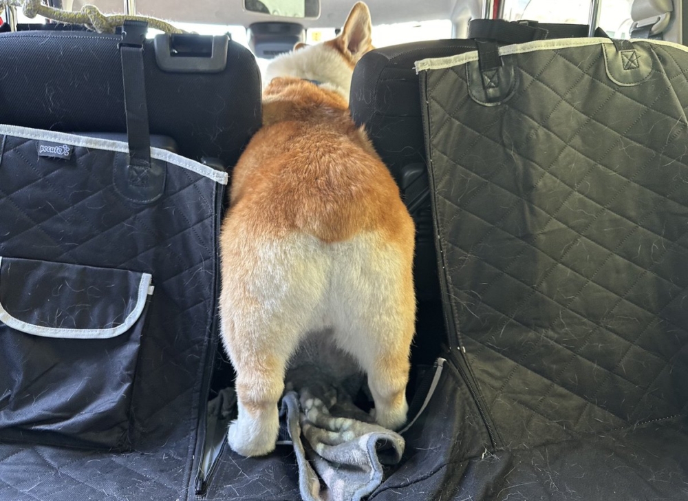 奴才：是你先噘屁屁的捏