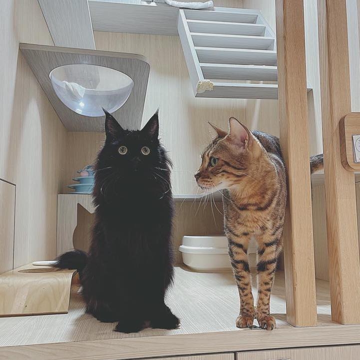 貓季酒店設有6種不同房型，每間房型都相當寛敞。