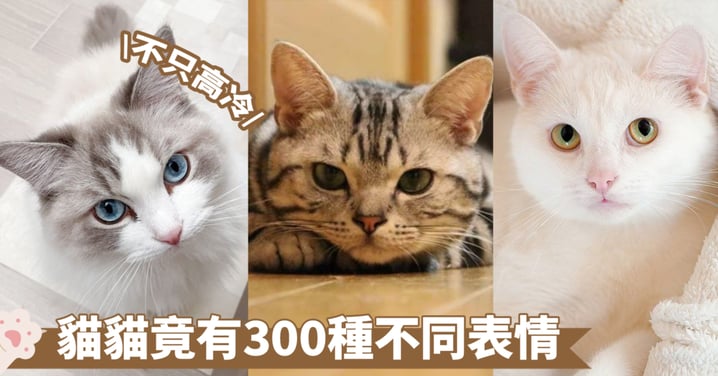 貓貓感情豐富並非只有厭世臉！研究：貓有近300種面部表情進行溝通 見「這3種」要小心！