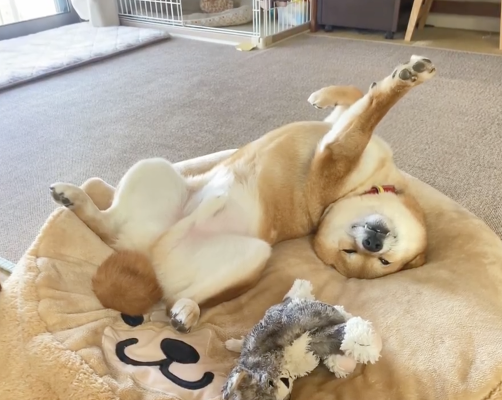 奴才：呸呸呸，說錯話了