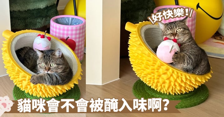 榴槤草莓夾心虎皮卷？這麼美味的搭配竟然是在形容貓咪欸～這個睡窩和玩具是牠的最愛啊！
