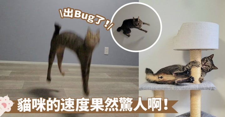 快到模糊！？彈跳力驚人的貓咪速度超快欸～蹦蹦跳跳時拍下的照片像出現了Bug…