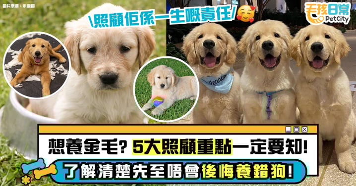 飼養金毛犬前必看!5大關鍵照護重點一次掌握 新手也能安心養狗不踩雷!