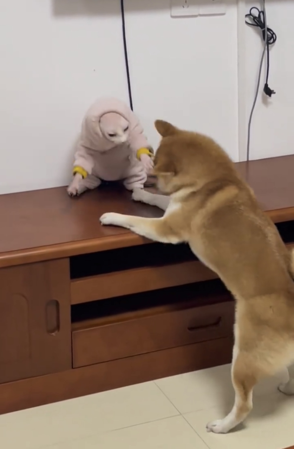 汪：才不怕，躲避是人家的特長喔