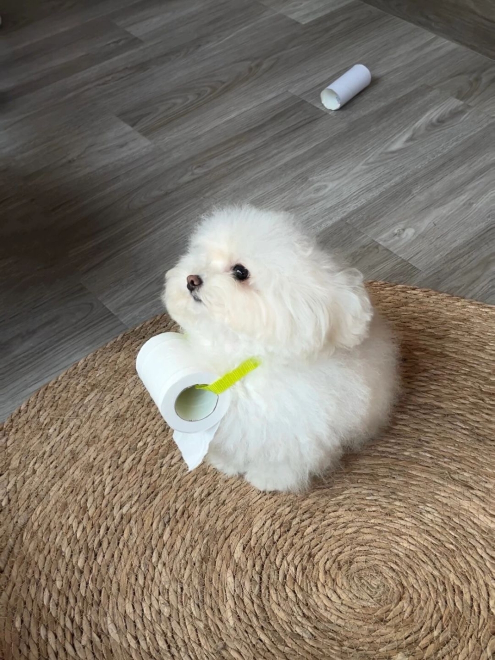 奴才：不需要這樣極力展現自己啦