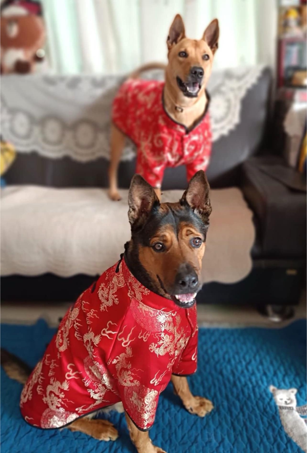 「蕃茄」與暫托家庭的原住民狗狗。