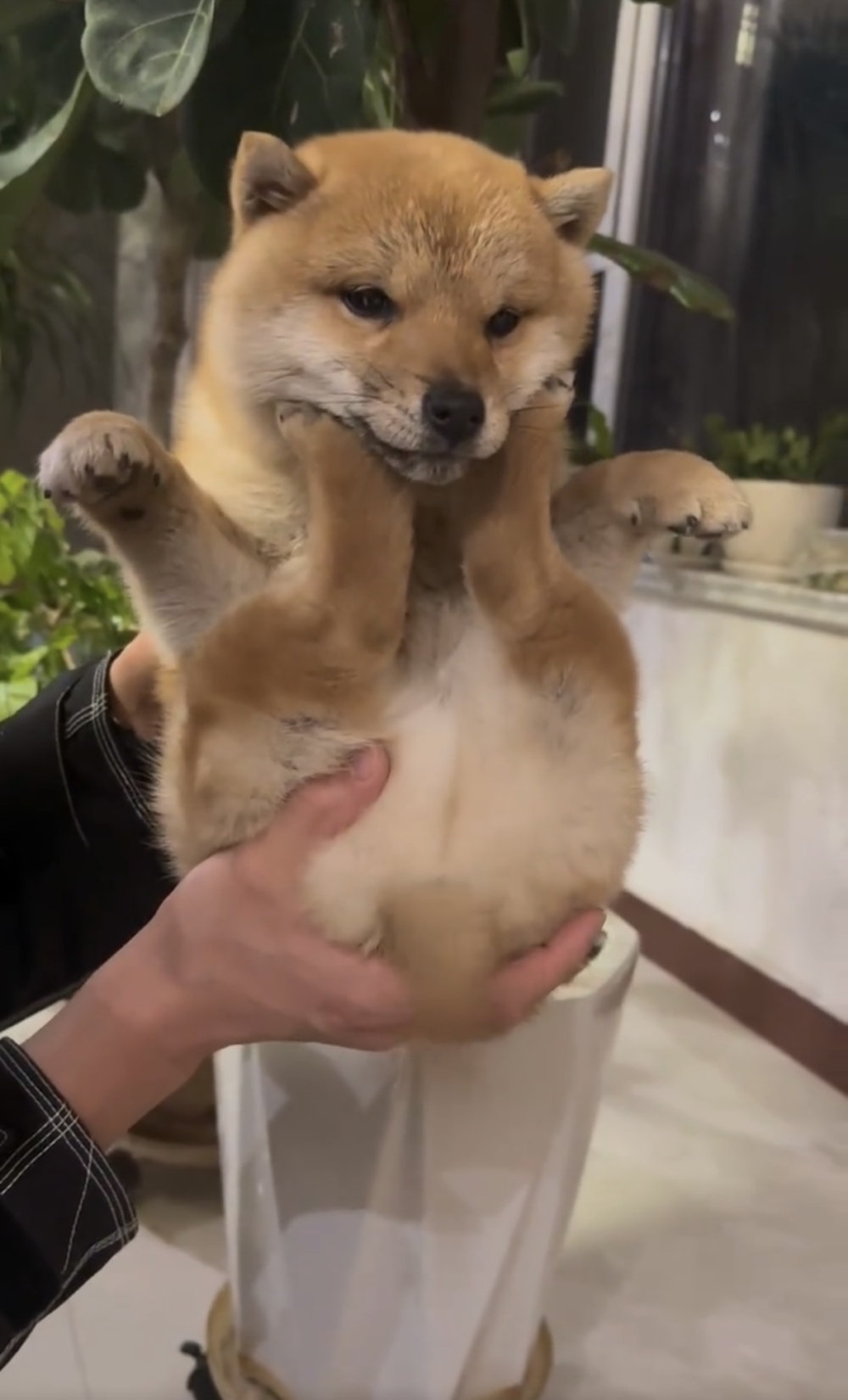 奴才：你喜歡被舉高高喔