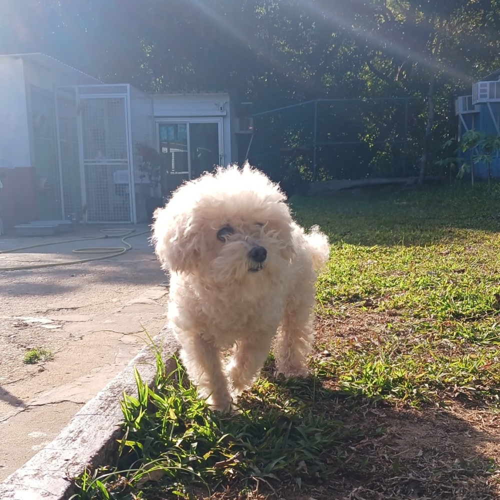 狗狗每日有多次散步時間。