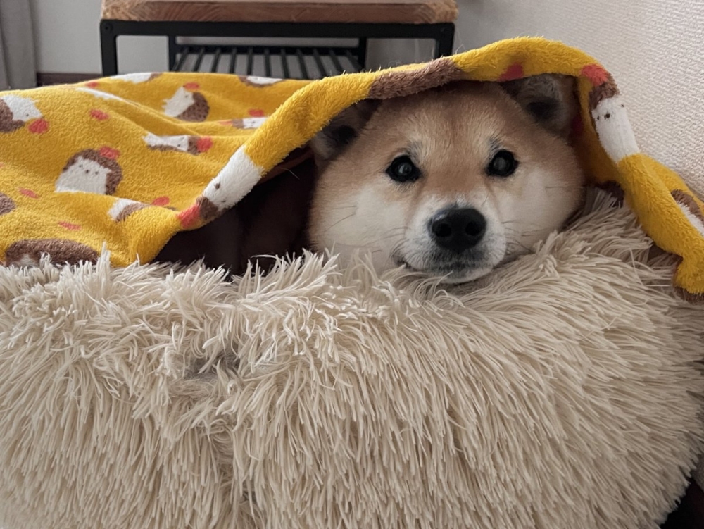 奴才：這不能吃吧