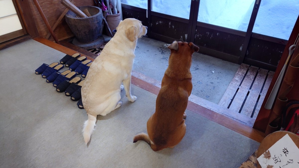 奴才：情感好豐富的寶寶