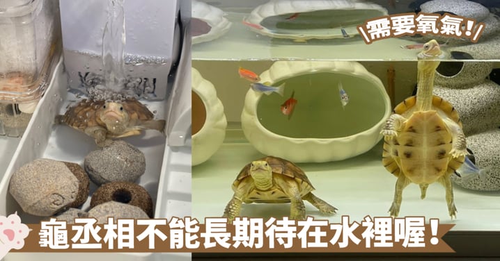 烏龜與水生動物的差異，你都知道嗎？烏龜會因缺乏新鮮空氣而淹死嗎？
