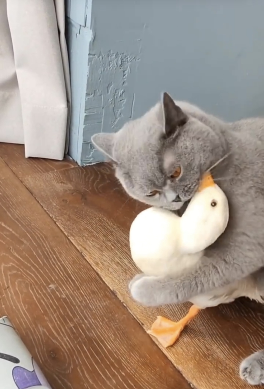 鴨：真拿你沒轍