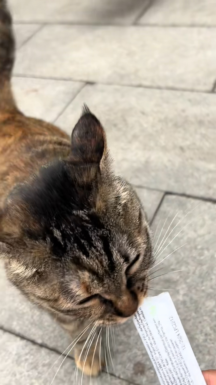 周海媚的其他寵物亦已經安頓好。