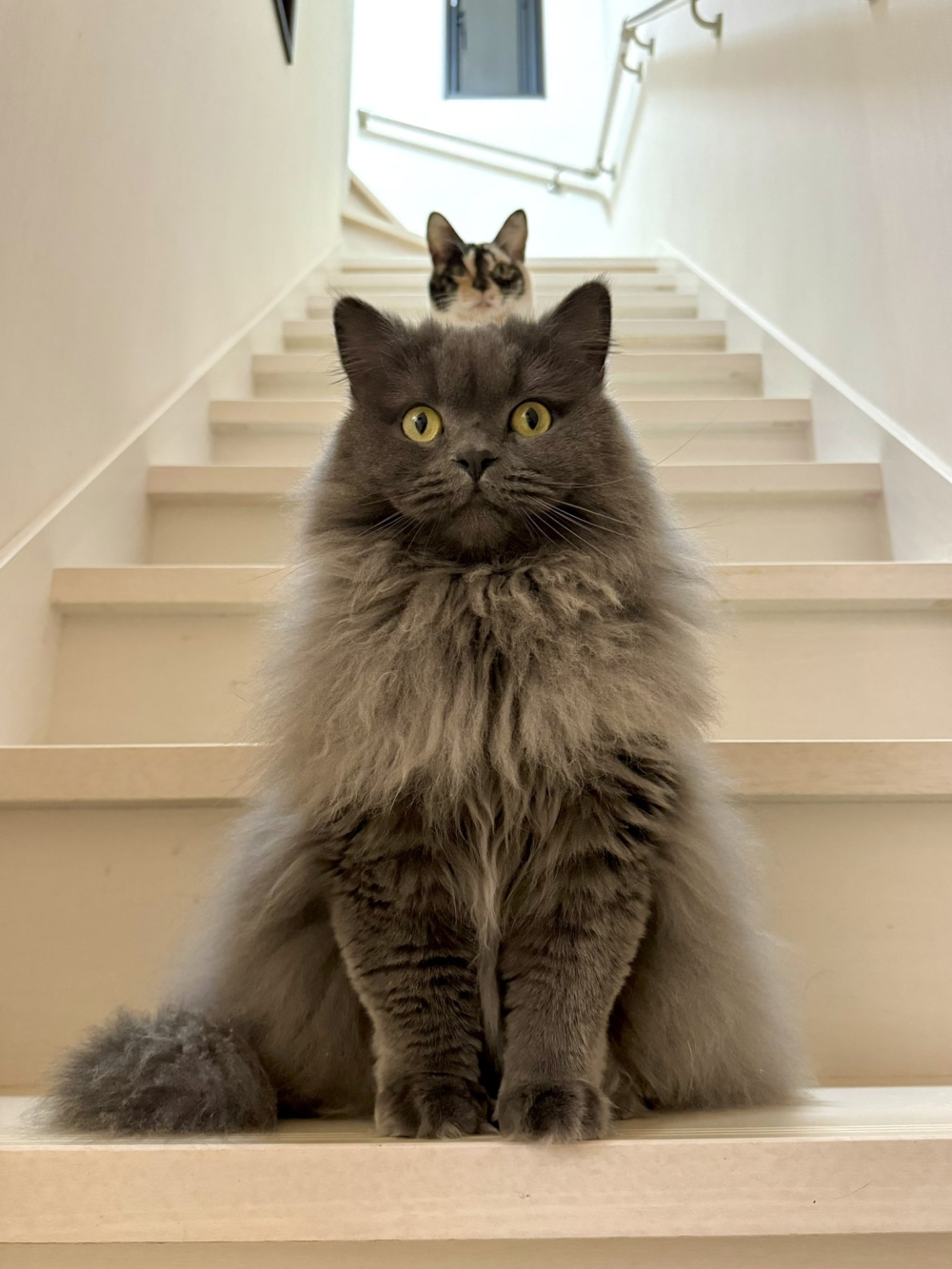 奴才：花樣這麼多嗎