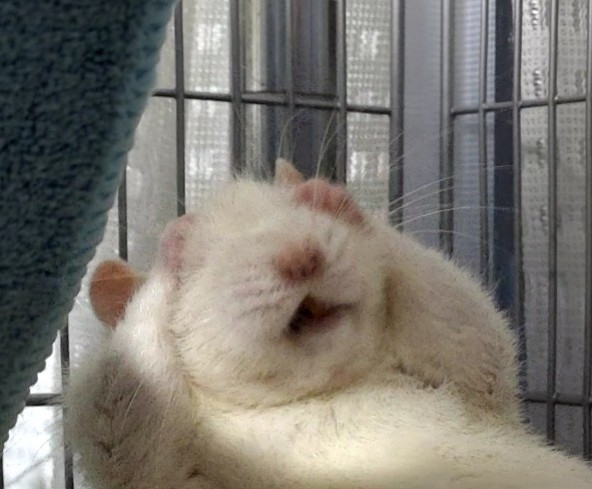 奴才：看來你很有自知之明啊