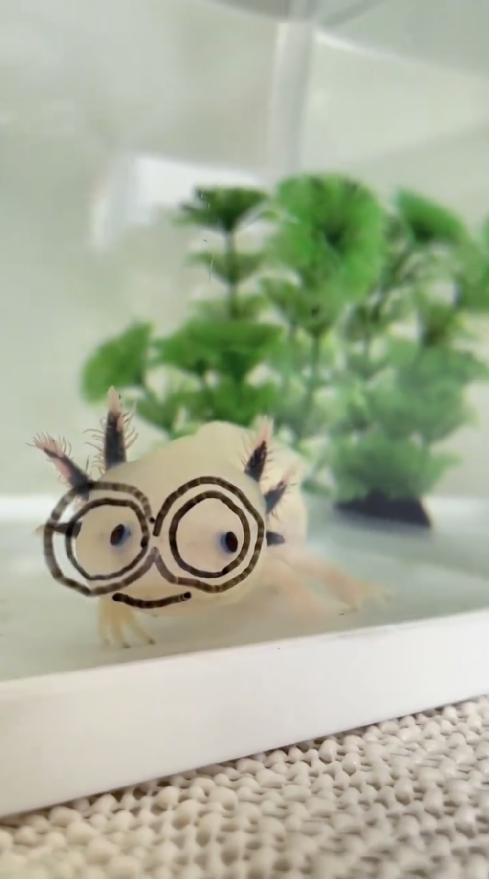 奴才：很貼切啦