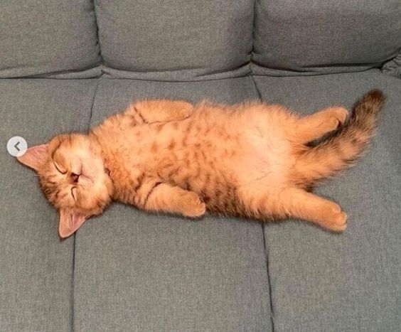 貓貓感到最安全的狀態。