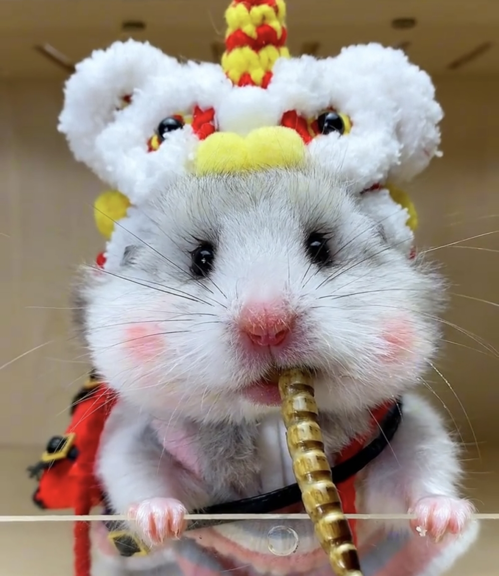 奴才:果然被我猜對了