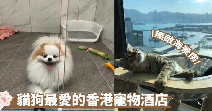 【寵物酒店】香港7間貓狗酒店推介！有無敵海景房、60分鐘放風、監控隨時觀察毛孩最放心