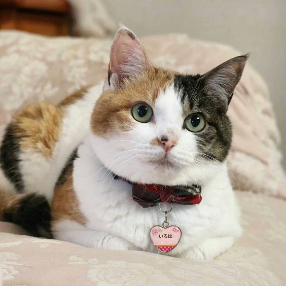 貓貓有45%面部表情是友善的。