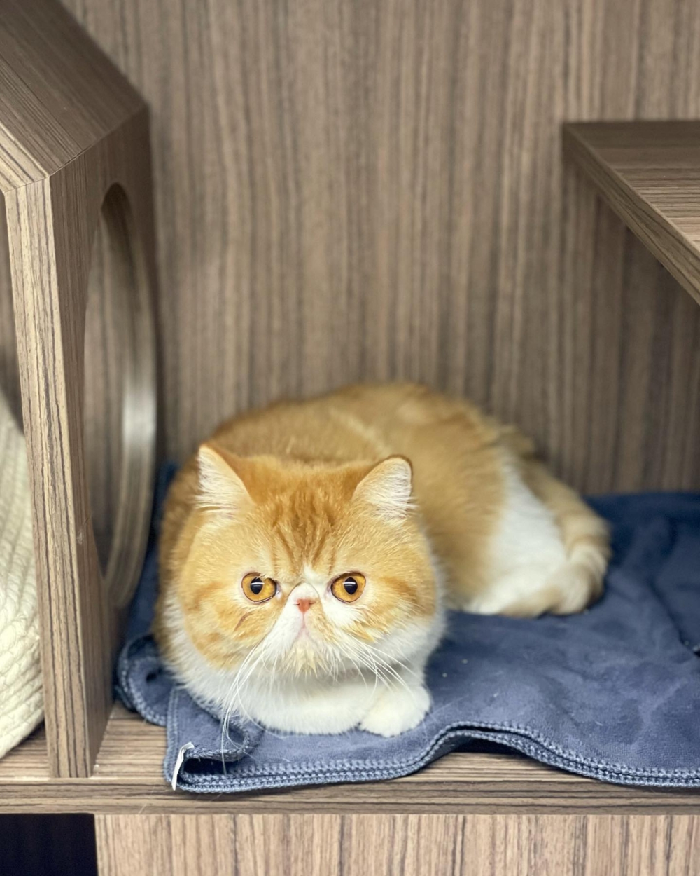 每間房都有足夠的空間讓毛孩自由地走動和舒適地站立、坐下或躺臥。