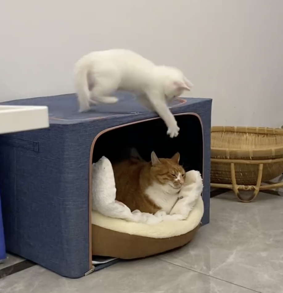 奴才：我也不敢插手囉