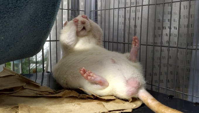 奴才：哎呦～心軟軟的了