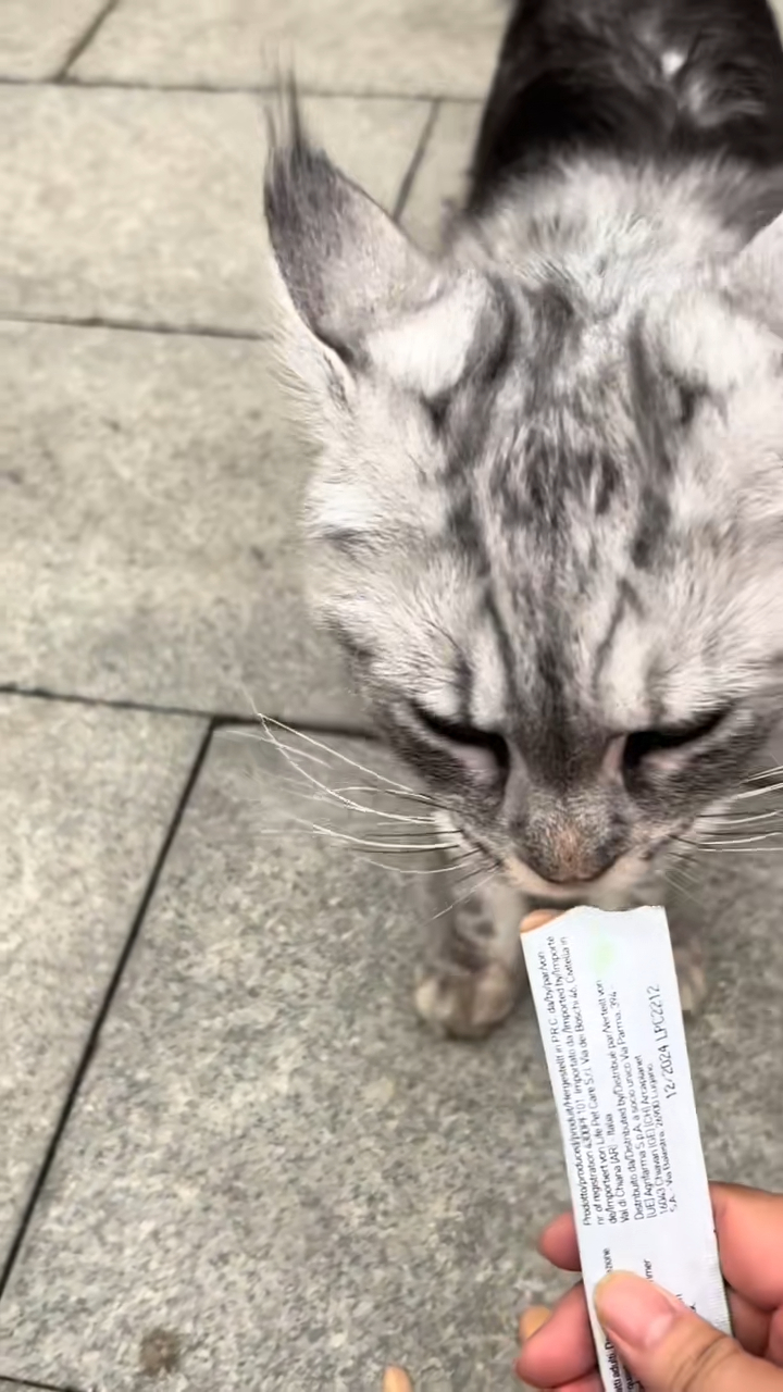 周海媚的其他寵物亦已經安頓好。