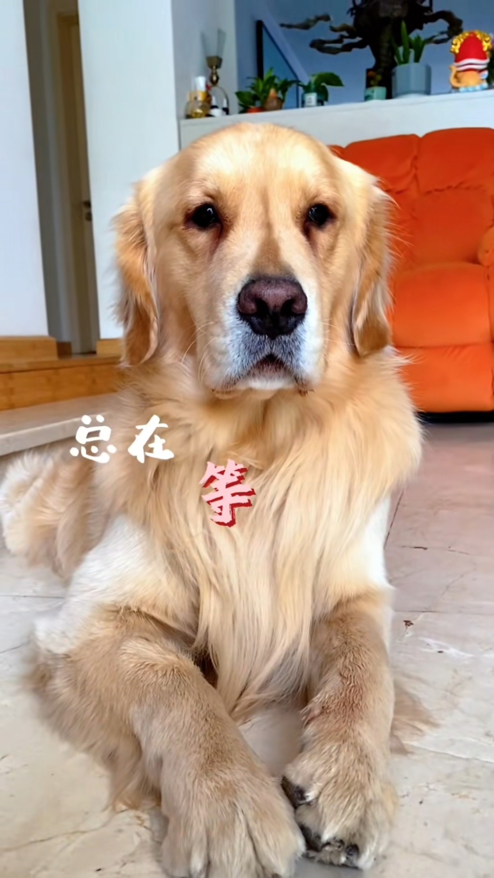 「周六六」瞬間變老了。